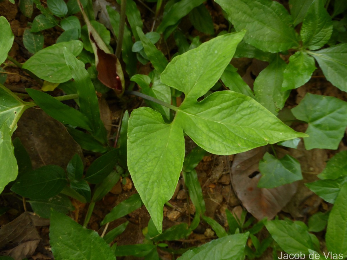 Typhonium trilobatum (L.) Schott